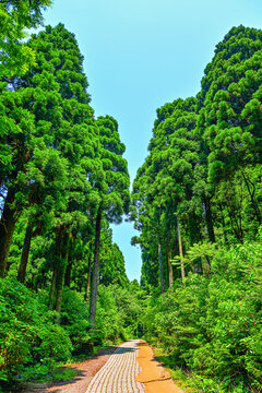 Explore Seogwipo Forest of Healing in Jeju Island South Korea with tall trees and walking path