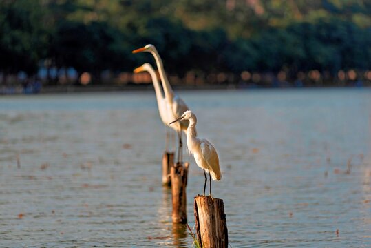 Great Egrets perched on wood stumps by the lake in Honghu Park during daylight in Shenzhen, Guangdong Province, China