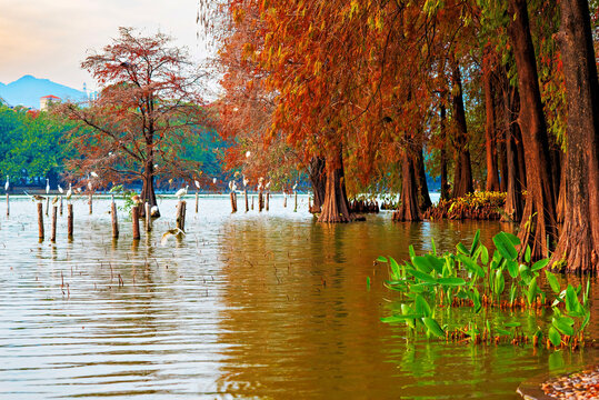 Autumn colors reflect on water in Honghu Park in Shenzhen, Guangdong Province, China during the fall season