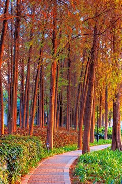 Autumn colors fill the pathway at Honghu Park in Shenzhen, Guangdong Province, China during the fall season