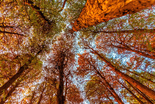 Experience vibrant autumn colors at Honghu Park in Shenzhen, Guangdong Province, China during the fall season