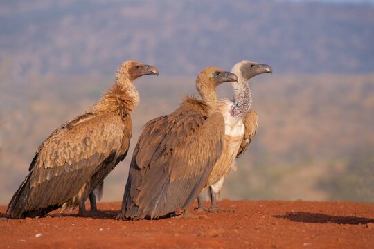 Three white backed vultures gather in Zimanga game reserve in KwaZulu-Natal, South Africa during early morning light