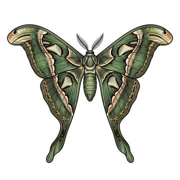 Detailed vintage etching of a giant green silkmoth isolated