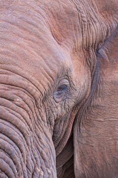 Close-up of an elephant showing details of its skin and eye at Zimanga private game reserve in South Africa during daylight hours