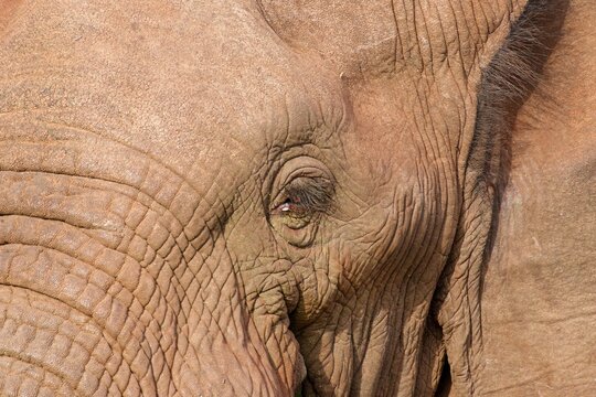 Close-up of elephant eye showing texture and detail in Zimanga private game reserve in South Africa