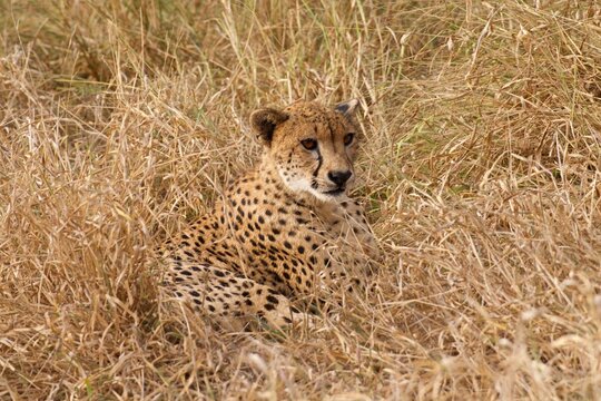 Cheetah awakens at dawn in the grasslands of Zimanga game reserve in South Africa