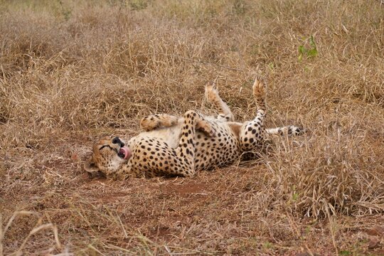 Cheetah wakes up at dawn and rolls in grass while licking its fur in South Africa