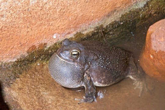 Male eastern olive toad calling in Zimanga private game reserve during the night in KwaZulu-Natal, South Africa