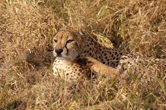 Cheetah wakes up and scratches in grass at dawn in South Africa