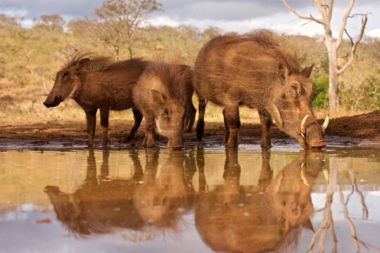 Warthog family drinking at a waterhole in KwaZulu-Natal wildlife reserve in South Africa