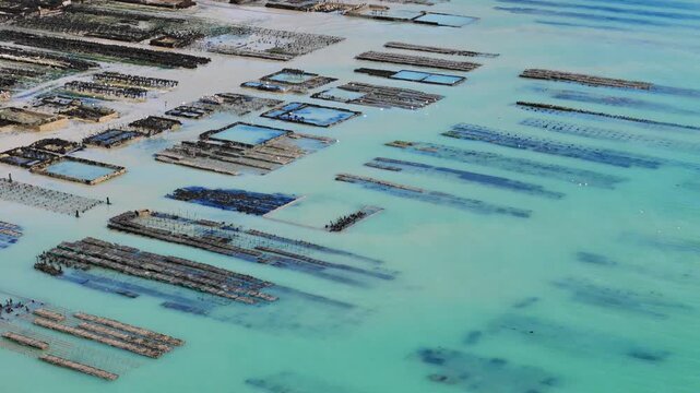 Drone view of coastal oyster farming area in Cancale, Brittany, featuring shellfish aquaculture infrastructure at low tide
