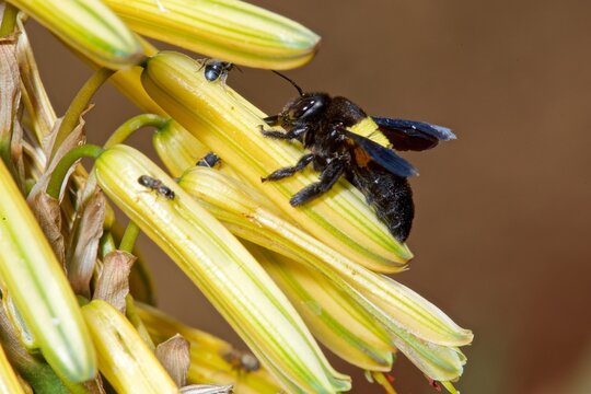 Female carpenter bee bores a hole into an Aloe flower in South Africa