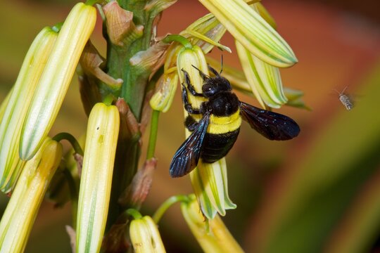 Female carpenter bee, Xylocopa caffra, bores a hole in an Aloe flower in South Africa's game reserve on a sunny afternoon