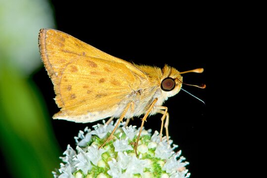 Fiery skipper butterfly perched on a flower in the Amazon rainforest during daytime in Brazil