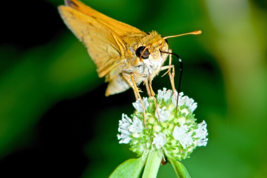 Fiery Skipper butterfly resting on a white flower in the Amazon rainforest of Brazil