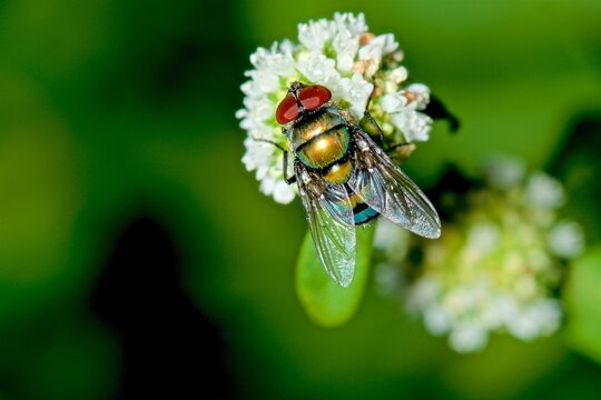 Shiny blue-green blowfly observed on white flower in the Amazon rainforest during daylight in Brazil