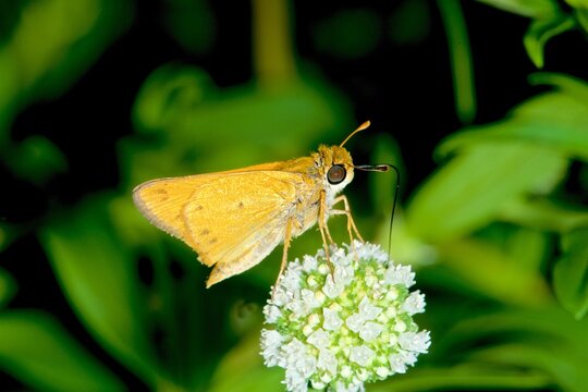 Fiery Skipper butterfly feeding on flower in Amazon rainforest of Brazil