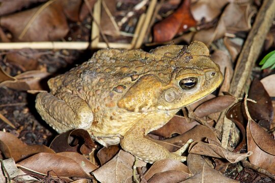 Large Cane Toad with prominent poison glands found in the Amazon region of Brazil showcasing its natural habitat and environment