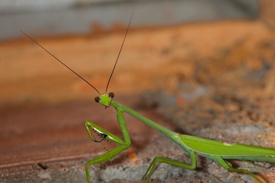 Praying mantis Stagmatoptera sp observed in natural habitat of Amazon rainforest in Brazil during sunny weather