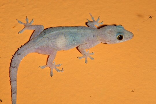 Exploring Brazilian house gecko in natural habitat with clear visibility of skin texture and limb structure in warm setting