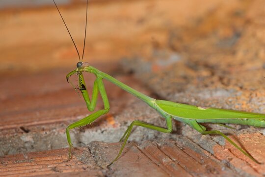Close view of Stagmatoptera sp praying mantis in Brazil during daytime hunt