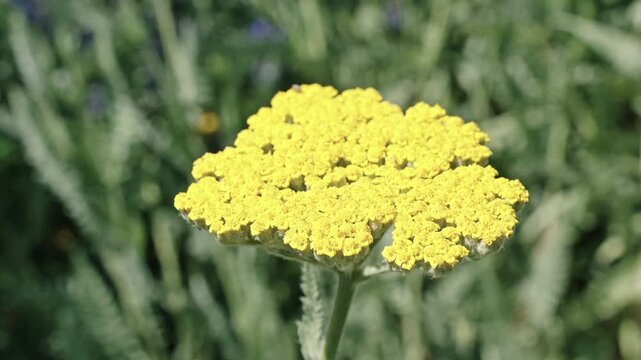 Yellow exotic scabious flower. Natural flower plant. Flora nature. Bright blooming flower in nature. Yarrow flower footage. Flowering nature closeup. Macro of flowering yarrow plant