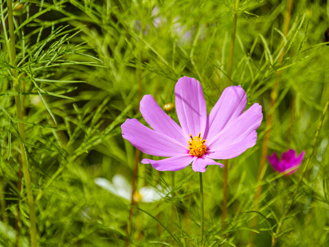 Vibrant Pink Cosmos Flower Blooming in a Lush Green Garden Field