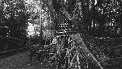 Black and white banyan tree roots embracing an ancient stone wall. Dramatic monochrome landscape with natural textures suitable for travel and heritage themes. © Teguhprabowo