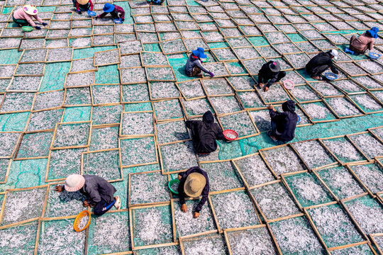 Workers gather anchovies on drying racks in Tuy An, Phu Yen Province, Vietnam during the harvest season