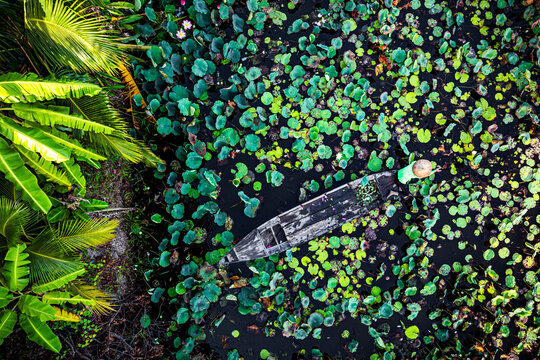 Woman rows a boat through green lotus leaves in the Mekong Delta in Vietnam during daylight hours