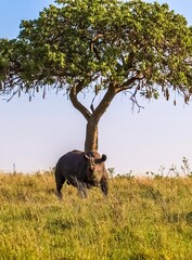 Rhino standing under tree in Kenya savanna, safari wildlife © Michael