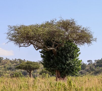 African savanna landscape featuring a large tree