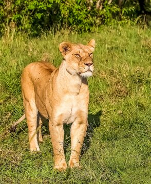 Lioness standing in green savanna during African safari
