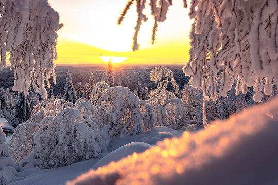 Frozen snowy forest catches sunrise light in Finland with trees covered in white and a warm glow filling the sky