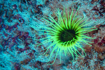 coral reef in the sea © Evgenios