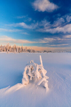 Isolated frozen tree in a snowy landscape of boreal forest in Finland during winter