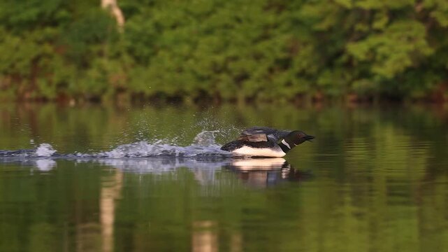 Common loon calling on a lake at sunrise 