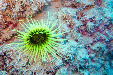 coral reef in the sea © Evgenios