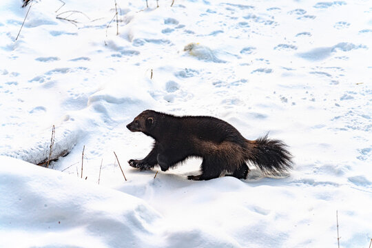 Wolverine running through snow in Finland during winter months, showcasing natural wildlife behavior