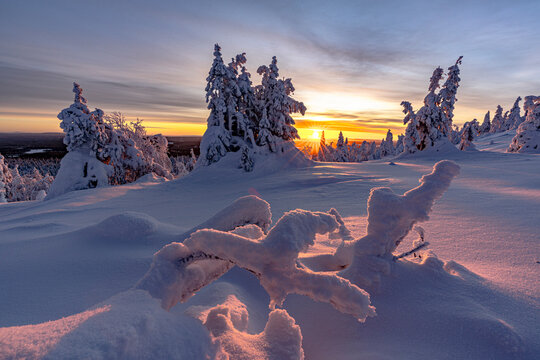 Sunrise over snow-covered trees with frozen landscape in Ruka, Kuusamo, Lapland, Finland during early morning hours
