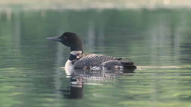Common loon calling on a lake at sunrise 
