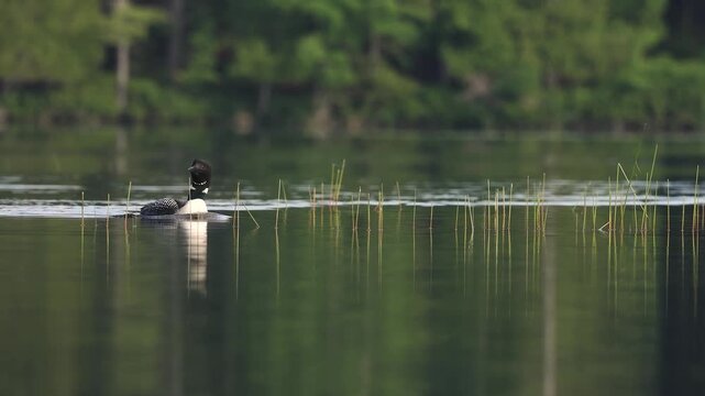 Common loon calling on a lake at sunrise 