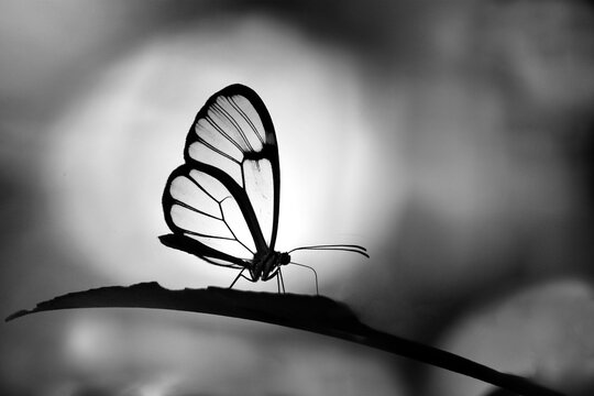 Close-up view of a Glasswing butterfly highlighting the delicate veins of its wings in monochrome against a blurred background in USA