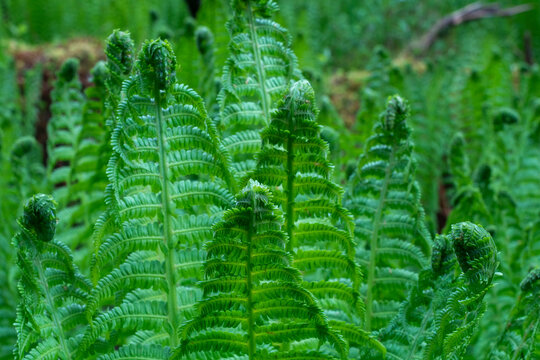 Ostrich fern grows in a dense forest environment of Lomsdal-Visten National Park in Norway showcasing its distinct leafy structure