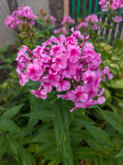 Obraz premium Beautiful cluster of pink phlox flowers in backyard