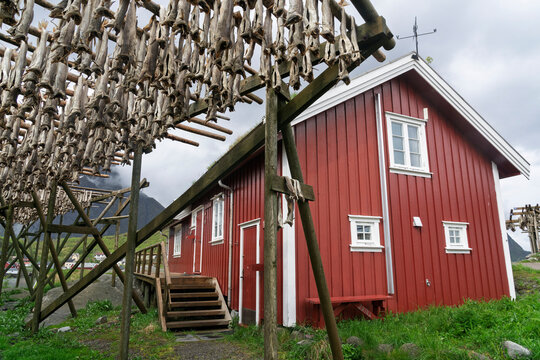 Cod fish drying in the village of Reine in the Lofoten archipelago situated in Norway