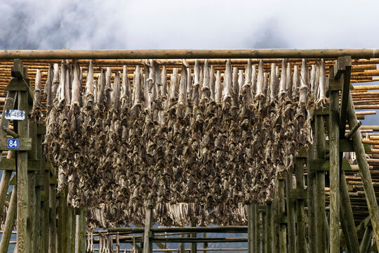 Drying cod fish hanging in the village of Reine, showcasing traditional fish preservation practices in Norway