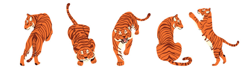 Collection of hand drawn tigers in different poses. Walking, roaring, sitting and playful striped wild cats. Tropical animals. Flat vector jungle animal illustrations isolated on white background. © m_matvi