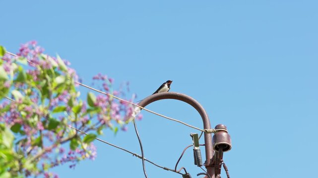 Small swallow-like bird rests on curved utility pole beside diagonal wires, wings raised against clear blue sky, with lilac blossoms,