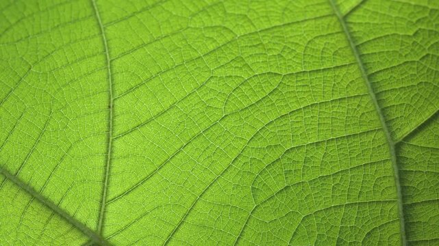 macro video revealing the intricate vein structure and texture of a green leaf, perfect for nature, ecology, and organic concept backgrounds.	